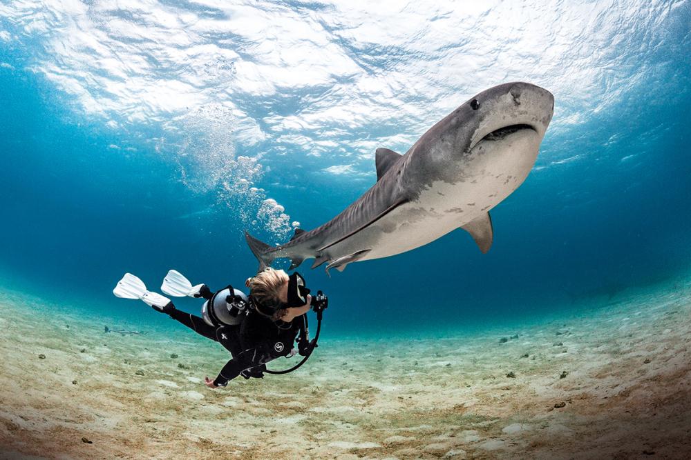 React Right Specialty Diver