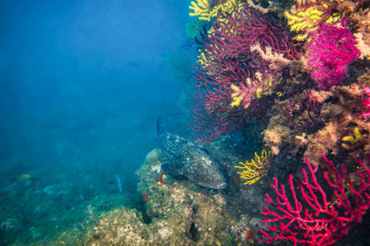 Medes Islands Dive Trip – Spain