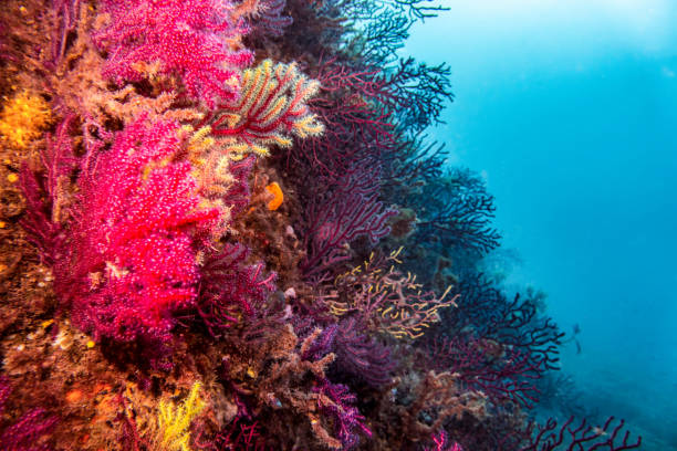 Medes Islands Dive Trip – Spain